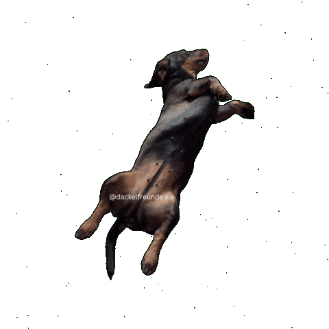 Wiener Dog Sticker by dackelfreunde