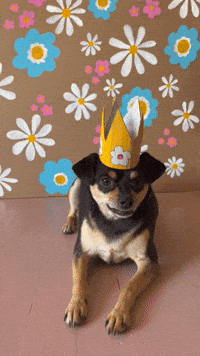 Dog-sticker GIFs - Get the best GIF on GIPHY