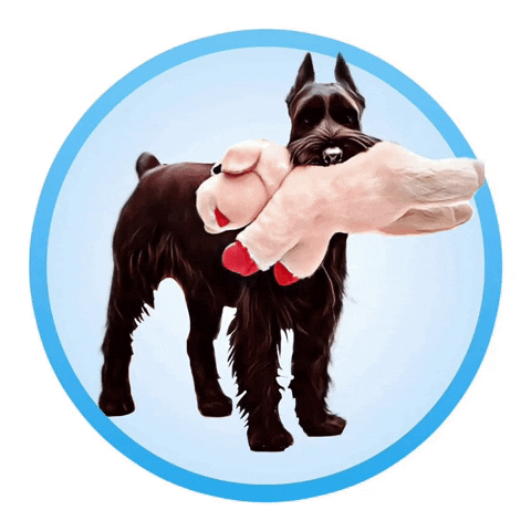 remarkablewww cute dog schnauzer black dog dog toy GIF