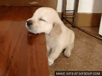 Funny Puppy GIFs - Get the best GIF on GIPHY