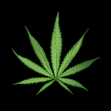  weed trip marijuana marihuana maconha GIF