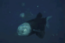 sea creature