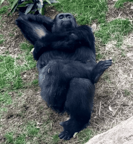 Monkey Ape GIF