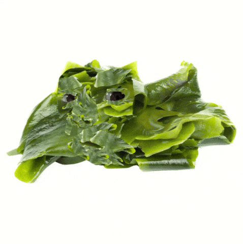 Kelp Krew Kelp Baby GIF