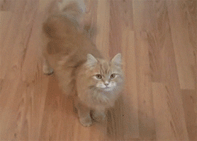 Cat Playing GIF