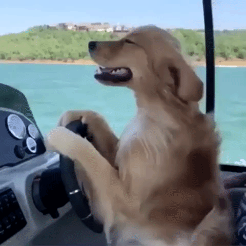 Geanimeerde GIF - Zoek & Deel op GIPHY