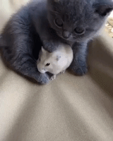 cat and mouse kitten GIF
