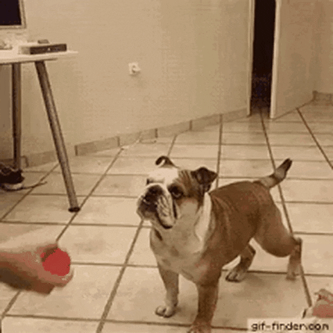 Fun GIF
