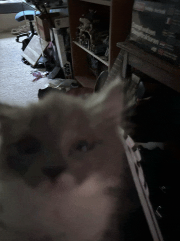 Cat Kitty GIF