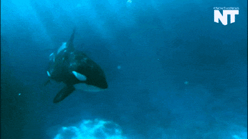 San Diego Orca GIF by NowThis