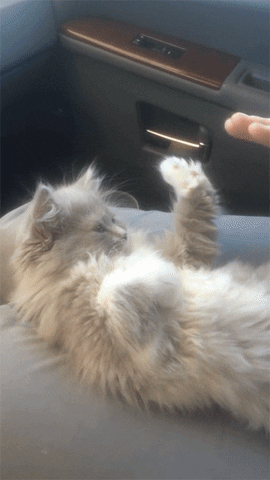 Fluffy Patty Cake GIF - Find & Share on GIPHY