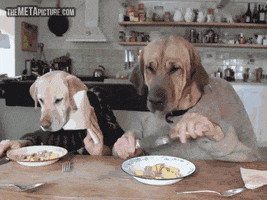 dog human eating GIF
