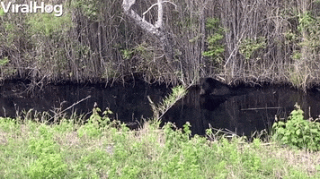 Big Black Bear Bathes In Swamp Before Bailing1 GIF by ViralHog