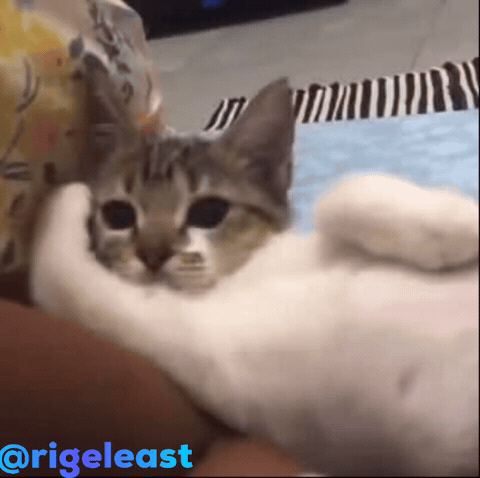 Cat GIF