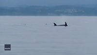 killer whale swimming gif