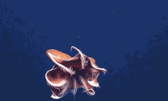 dumbo octopus GIF