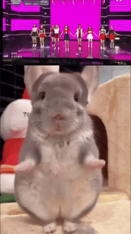 Chinchilla Sue GIF