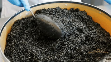 Black Caviar GIF