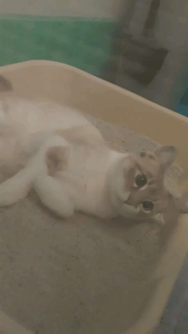 #Hungry #Lick #Tasty #Tongue #Cat #Siamese GIF