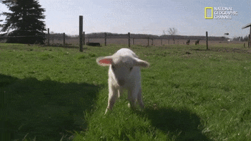 the incredible dr pol season 12 episode 8 GIF by Nat Geo Wild 