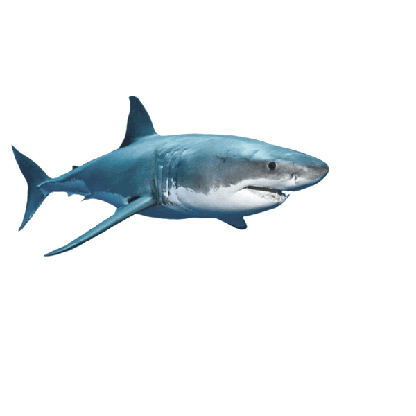 Source: Shark Week Source: Shark Week