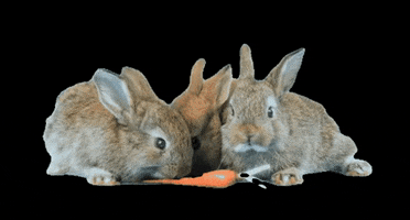 zoo.se GIF