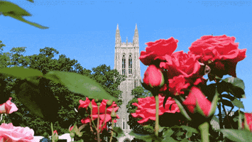 duke chapel spring GIF by Duke University