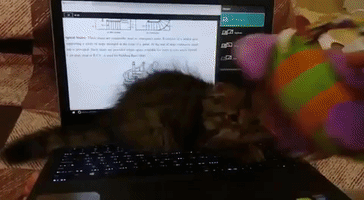 Animated GIF
