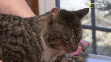 the incredible dr pol season 12 episode 8 GIF by Nat Geo Wild