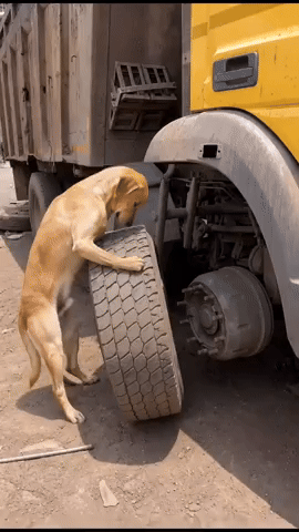 Dog GIF