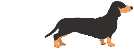 Sausage Dog Sticker