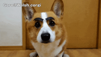 https://media0.giphy.com/media/5mHOFRp585560/200_s.gif