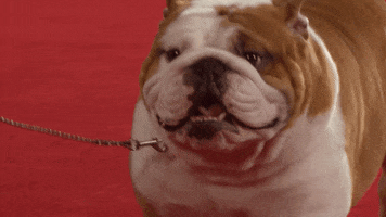 Happy Dog Show GIF by American Kennel Club