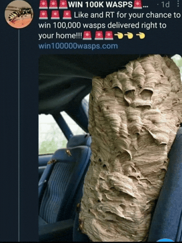 Wasps GIF
