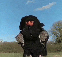 huge big bird GIF huge big bird GIF