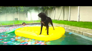 dog swimming GIF by Guava Juice