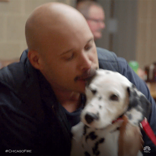 what happened to the dog on chicago fire