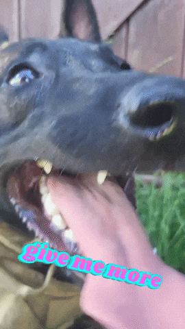 Malinois Workingdog GIF