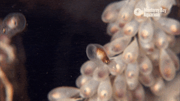 baby octopus GIF by Monterey Bay Aquarium