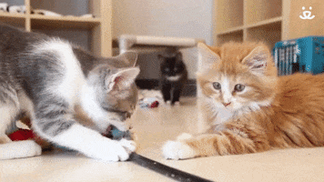Best Friends Cats GIF by Best Friends Animal Society
