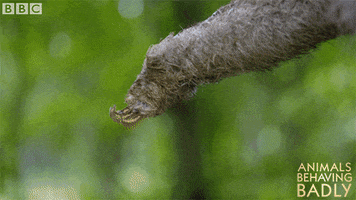tired sloth GIF by BBC