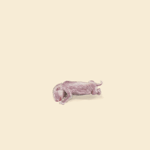 Drawing Panda GIF