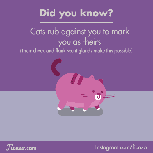 giphy.gif?cid=6c09b9521g65xk828pkg8dkuuk