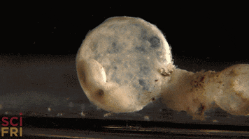 baby egg GIF by Science Friday