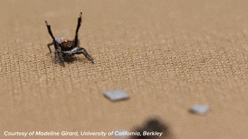 dance spider GIF by Science Friday