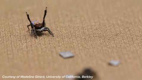 Dance Spider Gif By Science Friday Find Share On Giphy Dance Spider Gif By Science Friday Find Share On Giphy