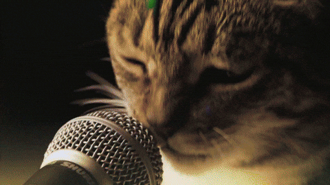 Techno Cat GIFs Get The Best GIF On GIPHY