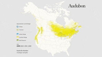 nashville warbler GIF by audubon