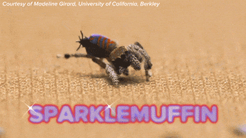 spider dancing GIF by Science Friday