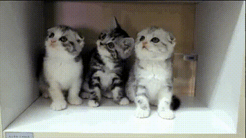 House Cat GIF